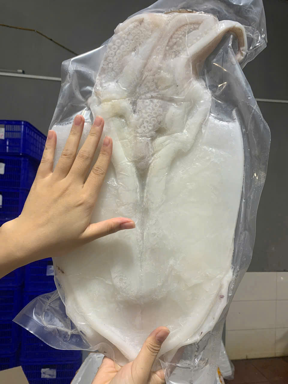 Mực Lá 1 Nắng – size 3 con