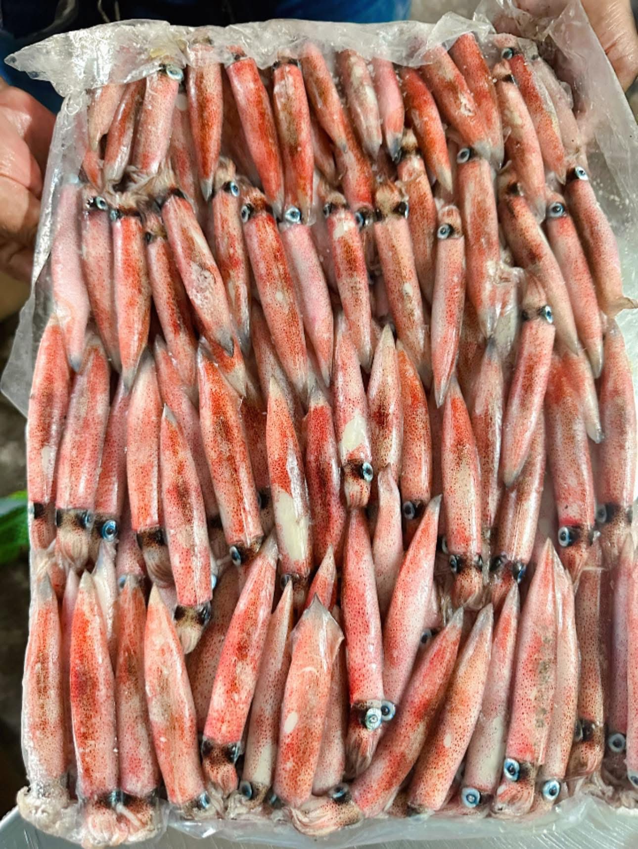 Mực Ghim 7/9A Đông Bờ