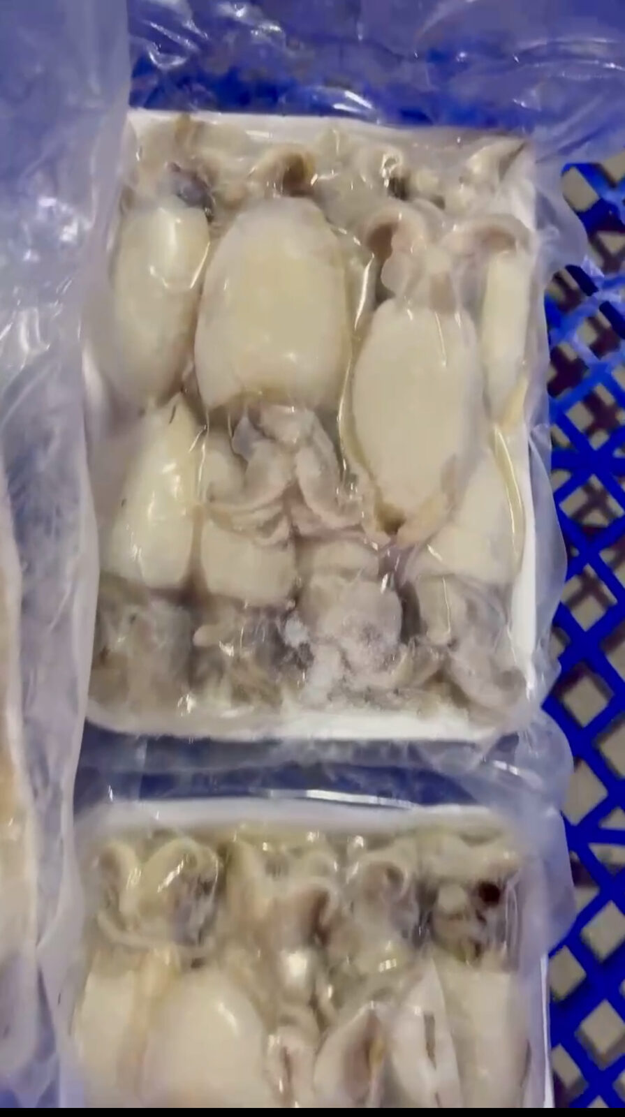 Mực Nang Nút 20/40
